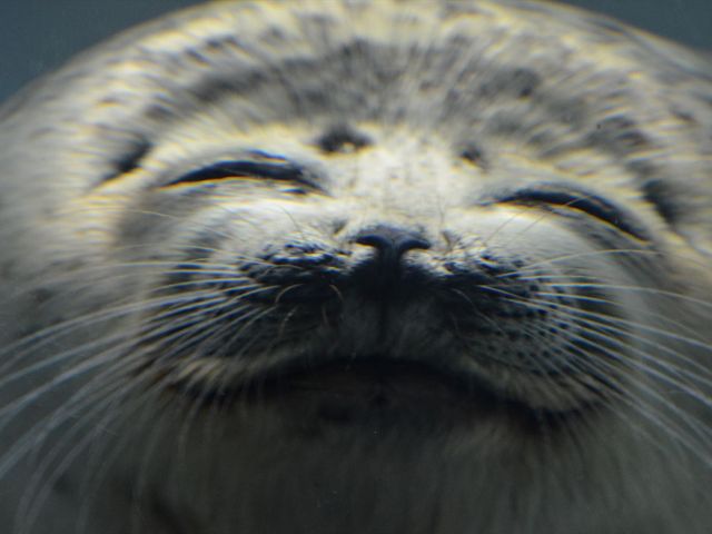 �������A�U���V�H������ώ@�ł���X�y�[�X������܂����B�K���B_�C�V��