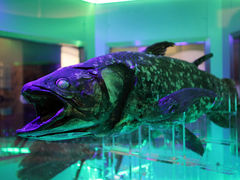 ��݂���̏��Í`�[�C�����ف`�V�[���J���X�E�~���[�W�A���`�ւ̓��e�ʐ^1