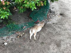 S~j̋xɑ v쓇ւ̓eʐ^1