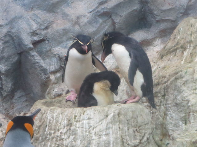 �C���g�r�y���M���q��Ē�_���R������