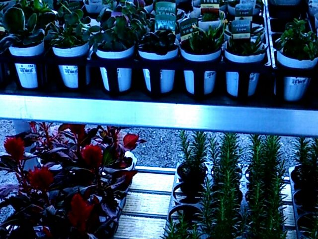 A̕cXɂ܂B_VNsỉw y̗j