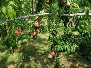 ringoringǒc_̓eʐ^1