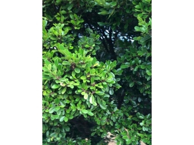 �ҁ[�̂���̜}�y��ՒT�K�����̓��e�ʐ^1