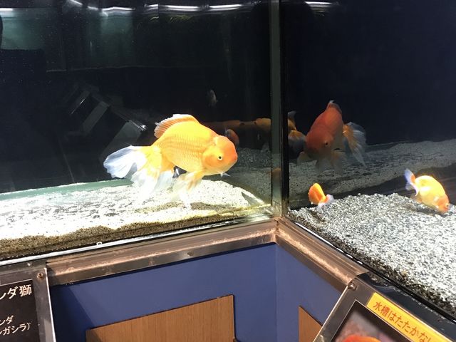 ���߂Ă݂��傫�ȋ���_�����Ȍ���