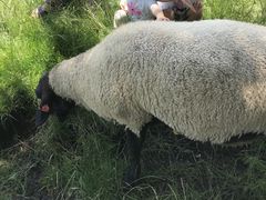 �܂��Ό����̎ʐ^1