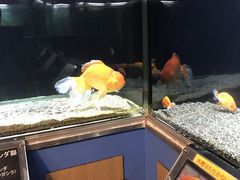 �����Ȍ����̎ʐ^1