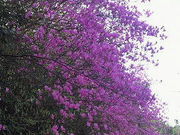 tos����̋T������i�c�c�W�j�̓��e�ʐ^1