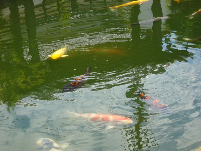 ���������_��̉j���܂�