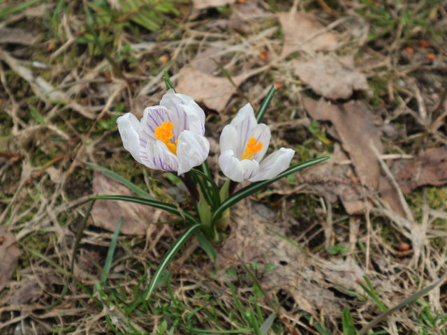 ����ɉ����N���b�J�X_�㑔�ʉw�����i���V�����R�����فj