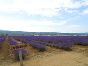 ͂Ȃ䂤̃t@[xc x_[C[Xg̓eʐ^1