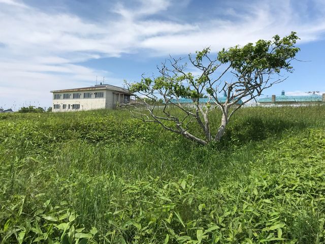 �t�̑�n�G���Q_�j�Տt�̑�n�G���Q