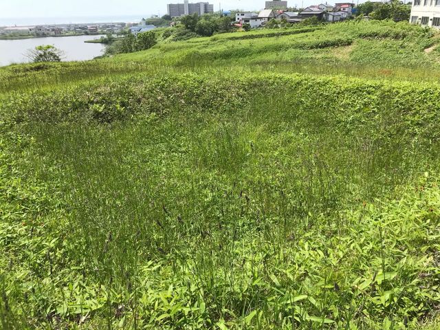 ���̉��݂��G��_�j�Տt�̑�n�G���Q