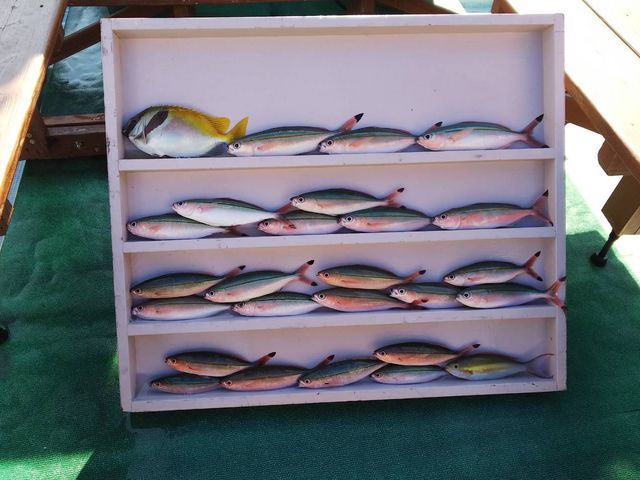 ����_�V���D�@�C�F��