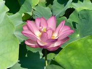 ߂̂̒ctr lGʂ̓m tritrj̓eʐ^3