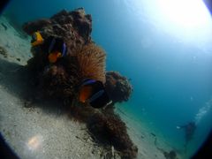 Ђ݂񂳂̃u[A[X21F{ւ̓eʐ^1