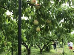 sachîԂK[fւ̓eʐ^1