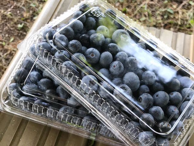 ����������_�������u���[�x���[�_��