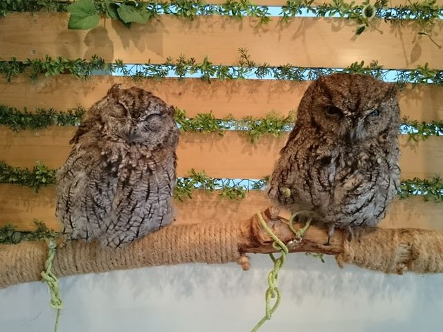 QĂ܂_ӂ낤̂XJtFÉhX