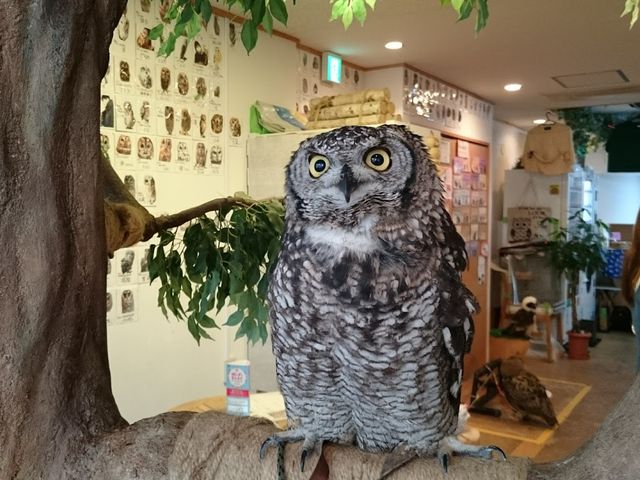 ƖڂJĂ܂_ӂ낤̂XJtFÉhX