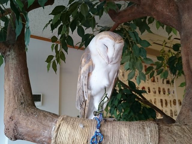 QĂ܂_ӂ낤̂XJtFÉhX