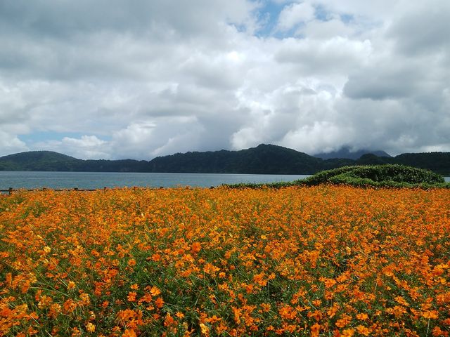 四季それぞれの花が咲いています_池田湖