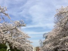 磯部堤 松川べりの桜の口コミ一覧 じゃらんnet