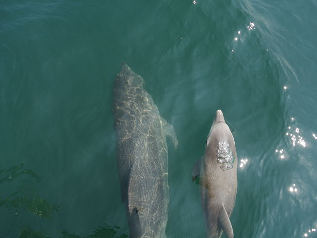 ����ȋ߂��܂Ŋ���Ă��܂����B
�肪�͂������I_���܂��� �A�C�����h�L�����p�X