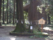 gV[̊ԁXc{̃XM̓eʐ^1