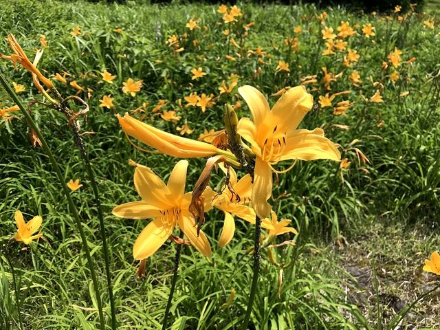 ���傤��������̎u�ꍂ���̃j�b�R�E�L�X�Q�̓��e�ʐ^3