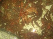 `܂˂̌݋ƋgX̓eʐ^2