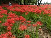 ނ炳񂳂̎cXÕQ̓eʐ^3