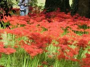 ނ炳񂳂̎cXÕQ̓eʐ^4