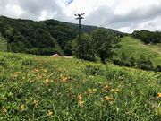 ���傤��������̎u�ꍂ���̃j�b�R�E�L�X�Q�̓��e�ʐ^1