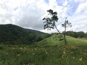 ���傤��������̎u�ꍂ���̃j�b�R�E�L�X�Q�̓��e�ʐ^2