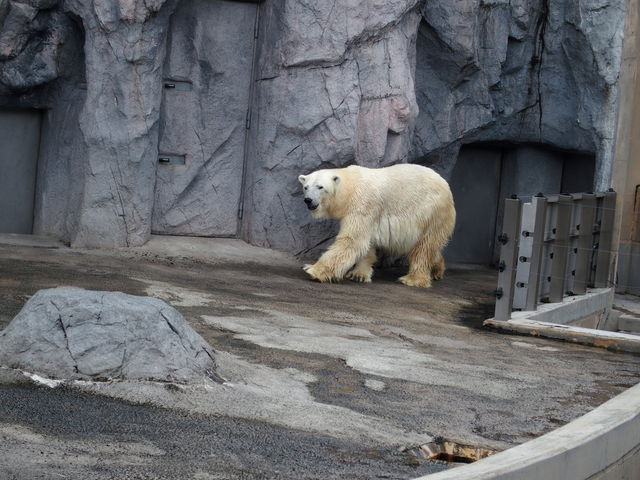 �z�b�L���N�O�}_���R������