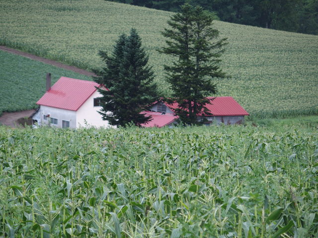 �Ԃ������̉�_�V�h�̋u�W�]����