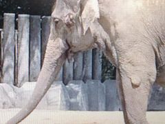 Ё[񂳂̐tsւ̓eʐ^1