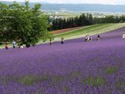 񂳂̏xǖ쒬̃x_[̓eʐ^1