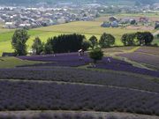 񂳂̏xǖ쒬̃x_[̓eʐ^2