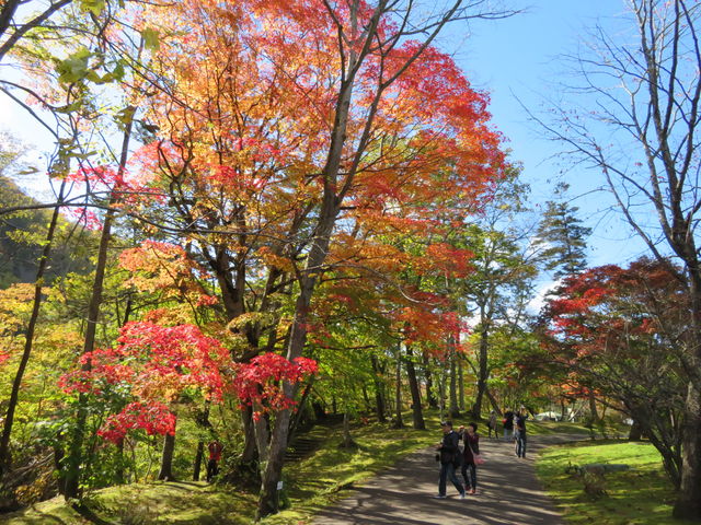 �g�t���Ă܂�_��̏�����i�|���\�E�J���C�R�^���璹�P��j