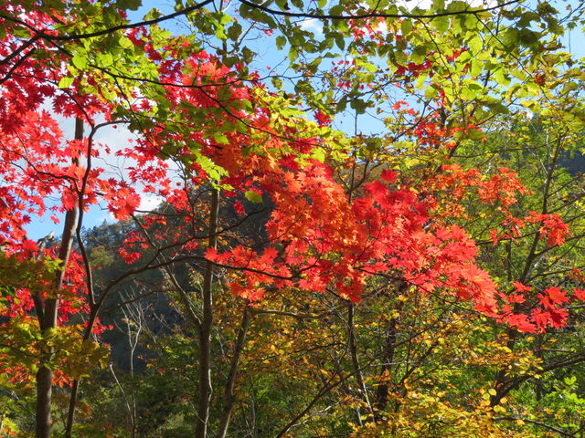 ����������Ȑ�_��̏�����i�|���\�E�J���C�R�^���璹�P��j