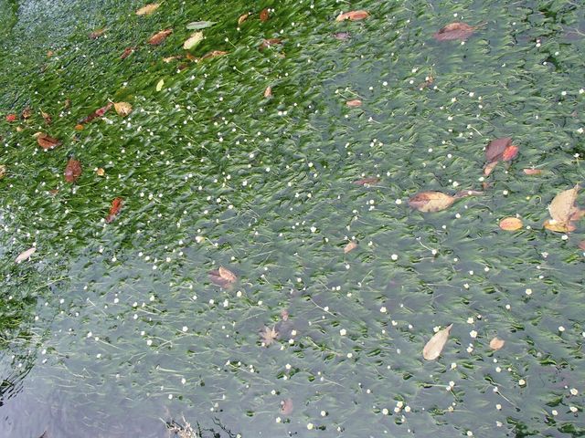 �~�ԑ��͏����ȉԂł�_����E�n����̔~�ԑ�