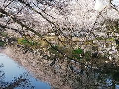 leoさんのひょうたん池桜への投稿写真1