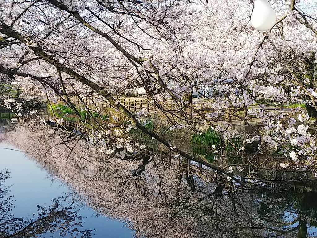ひょうたん池桜
