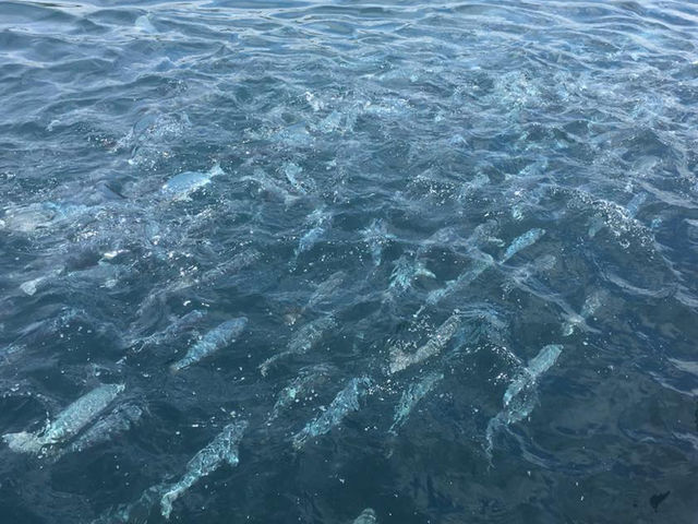 �G�T�ɒނ��Ċ���ė��郁�W�i�̌Q��_��̉Y