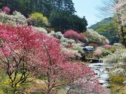 ������񂳂�̂��݂悵��̉ԓ��̓��e�ʐ^3