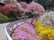 ������񂳂�̂��݂悵��̉ԓ��̓��e�ʐ^7