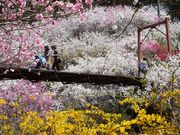 ������񂳂�̂��݂悵��̉ԓ��̓��e�ʐ^8