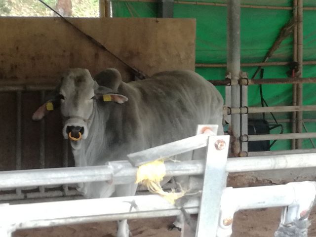 ����_��t���@���_�̂���