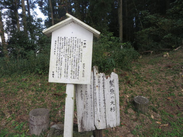 Ԃ񂳂̘h̑吙̓eʐ^3